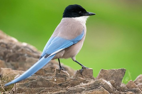 Iberian Magpie (Cyanopica cooki), Andalusia, Spain