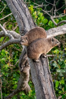 Steppe forest tree hog or southern tree hog (Dendrohyrax arboreus) climbing a tree, South Africa