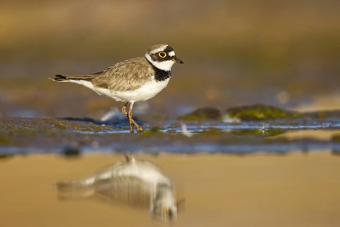 Little Ringed Plover (Charadrius dubius) female foraging, North Rhine-Westphalia, Germany