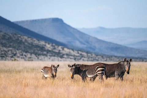 Cape Mountain Zebra (Equus zebra zebra), adult animal, Mountain Zebra National Park, Eastern Cape,