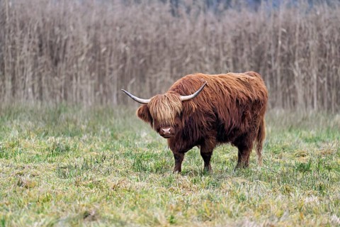 Highland cattle (Bos taurus), adult animal standing in a meadow, Reussspitz nature reserve,