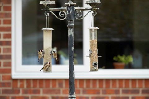 European goldfinch (Carduelis carduelis) three adult birds on a garden bird feeder with a house in