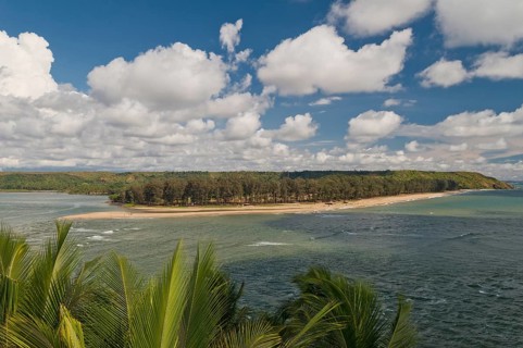 View of palm trees on the northernmost stretch of beach of Goa, Terekol, Goa, South India, India