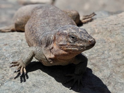 A Gran Canaria giant lizard (Gallotia stehlini) lies relaxed on a sunny rock in the desert, Gran