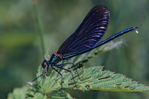 Beautiful demoiselle, blue-winged dragonfly, Calopteryx virgo, magnificent dragonfly, damselflies,
