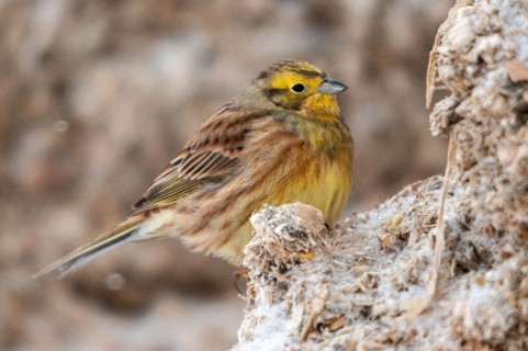 Emberiza citrinella, goldammer, yellowhammer, birds, passeri, songbirds, birds, winter