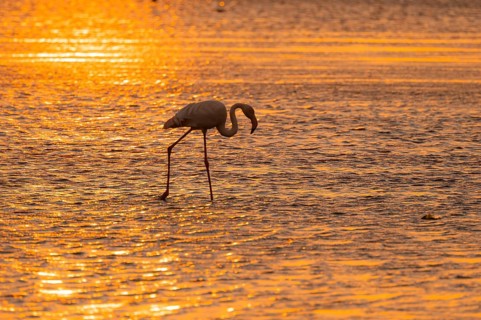 Pink flamingo (Phoenicopterus roseus) against the light, sunset, lagoon at Walfish Bay, Erongo,