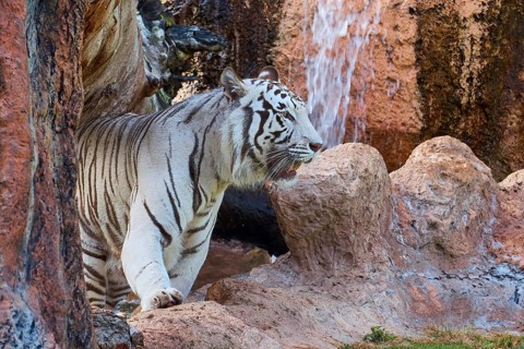 A white tiger (Panthera tigris) moves in a rocky area with a waterfall, Loro Parque, Puerto de la