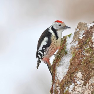 Middle Spotted Woodpecker (Dendrocopos medius) foraging on the trunk of a grey birch (Betula