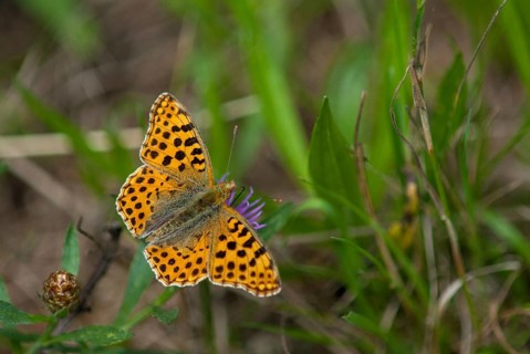 Argynnis Lathonia, Issoria Lathonia, Little Mother of Pearl Butterfly, Queen of Spain Fritillary,