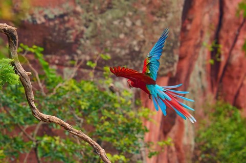 A colourful parrot flies in the tropical forest, surrounded by green and red rock formations,