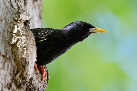 A starling (Sturnus vulgaris) peering out of its nesting hole, North Rhine-Westphalia, Germany
