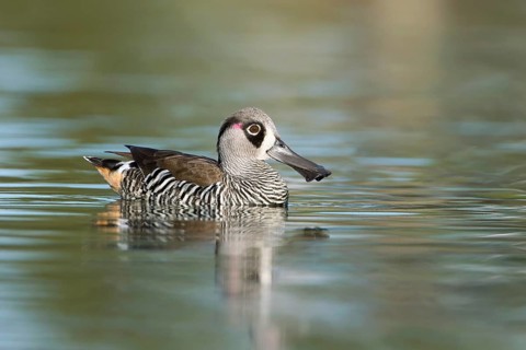 Pink-eared Duck (Malacorhynchus membranaceus), Victoria, Australia