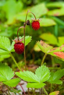 Alpine strawberry, European strawberry, fragaria vesca, monthly strawberry, rosaceae, rose family,