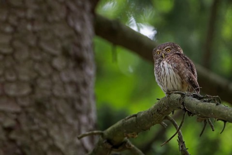 Eurasian Pygmy Owl (Glaucidium passerinum), Saxony, Germany