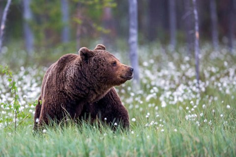 European brown bear (Ursus arctos), Europe, Scandinavia, Finland