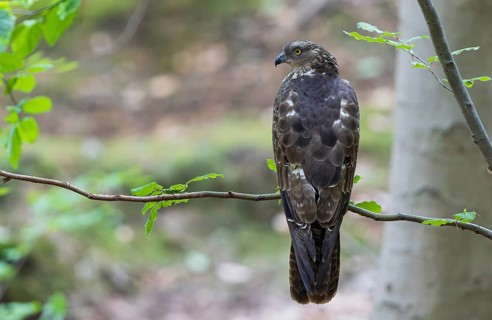 Honey Buzzard (Pernis apivorus), close-up, female perched on a branch of a European beech (Fagus