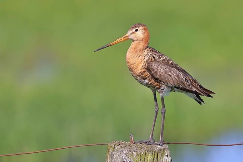 Black-tailed Godwit (Limosa limosa), perched on a fence post, waders, wildlife, nature photography,
