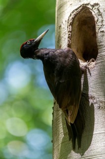 Black Woodpecker, Dryocopus Martius, Black Woodpecker, Birds, High Size, Portrait, Male, Piciform,