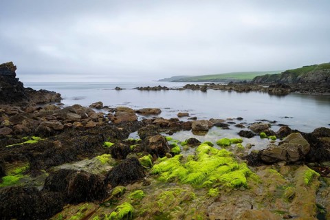 Rocky coastal landscape with seaweed growth in the intertidal zone, Shetland Islands, Scotland,