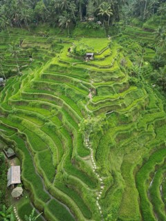 Default, close-up of green rice terraces with lush vegetation and rolling hills, aerial view of