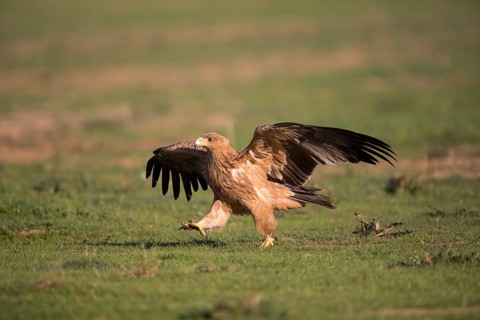 Juvenile Iberian Eagle (Aquila adalberti), Spanish imperial eagle, Extremadura, Castilla La Mancha,