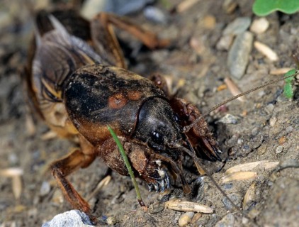 European mole crickets, grasshoppers, gryllotalpa gryllotalpa, half-devils, mole crickets, werre,