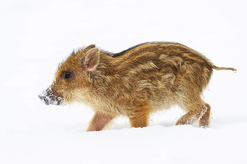 Wild boar (Sus scrofa) in the snow, fresh boar, Melle, Lower Saxony, Germany