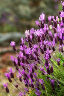 French Lavender, Lamiaceae, Lavandula Stoechas, Lavender, Lipflower, Crested Lavender, Spanish