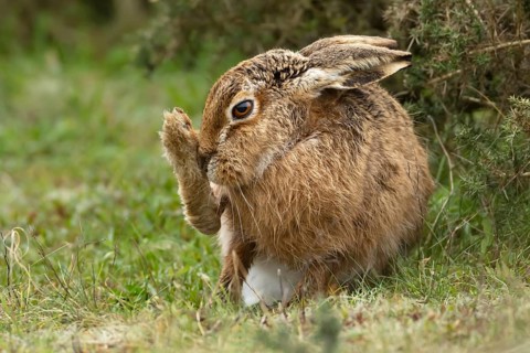 European brown hare (Lepus europaeus) adult animal washing its foot in grassland, England, United