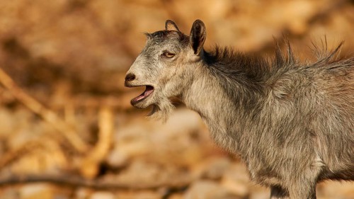 Morning light, gray goat with open mouth standing on rocky ground, Rodopou Peninsula, Rodopou, West