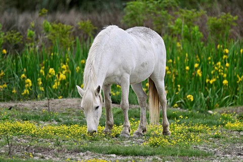 Camargue horse (Equus caballus), grazing in a meadow of yellow flowers in bloom,