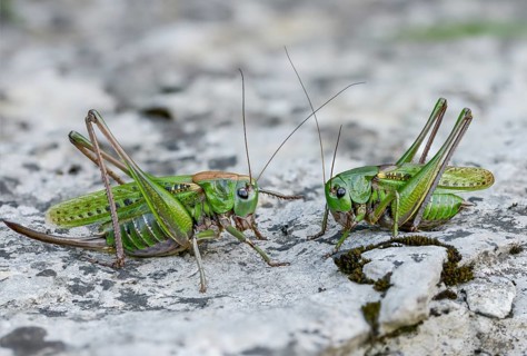 Decticus verrucivorus, grasshoppers, deciduous locusts, wart biters, ensifera, female,