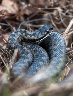 European adder, European viper, venomous snake, vipera berus, critters, poisonous, high size,