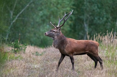 Artiodactyla, Brandenburg, Cervus Elaphus, Even-Toed Ungulate, Germany, Nabu, national natural