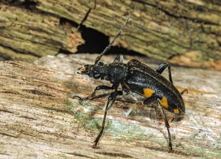 Brachyta interrogationis, mounted beetle, black-horned spotted ram, beetle, coleoptera, insects,
