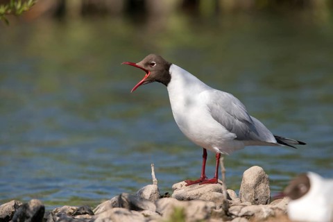 Black-headed gull, Chroicocephalus ridibundus, black-headed gull, Larus ridibundus, birds,