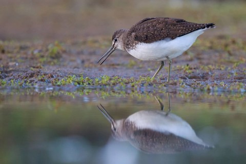 Green Sandpiper (Tringa ochropus) foraging, North Rhine-Westphalia, Germany