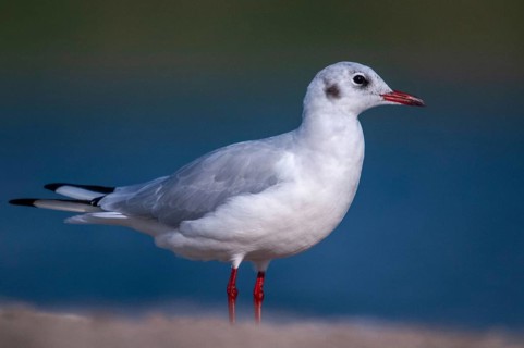 Black-headed gull, Chroicocephalus ridibundus, black-headed gull, Larus ridibundus, birds,