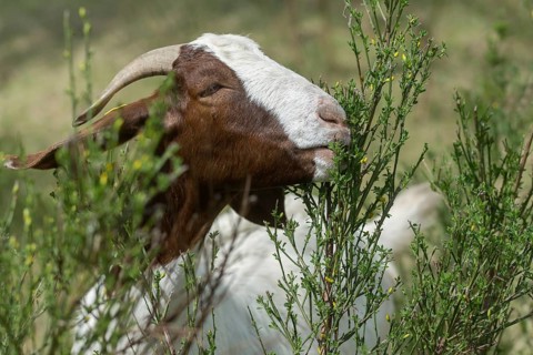 Artiodactyla, Boer goat, Capra aegagrus hircus sspec.1, even-toed ungulate, cloven-hoofed,
