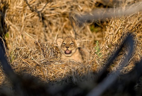A young lion (Panthera leo) in its lair near Atzaró Camp, Okavango Delta, North-West District,