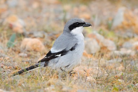 Great Grey Shrike (Lanius excubitor koenigi), Fuerteventura, Canary Islands, Spain