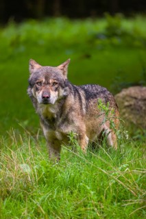 An adult male eurasian gray wolf (Canis lupus lupus) stands at the edge of the forest and watches