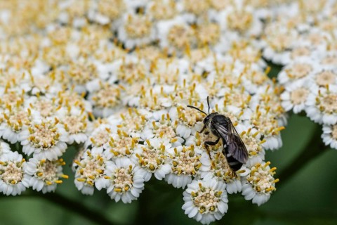 Bellflower narrow bee (Lasioglossum costulatum), Emsland, Lower Saxony, Germany