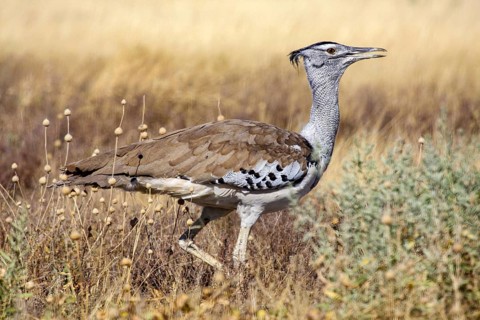 Large bird in dry savannah landscape moving in the grass, the giant bustard in Etosha Park in