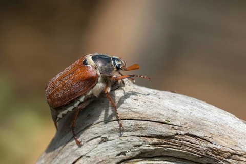 Leaf horn beetle, field may beetle, common may beetle, may bug, melolontha melolontha,