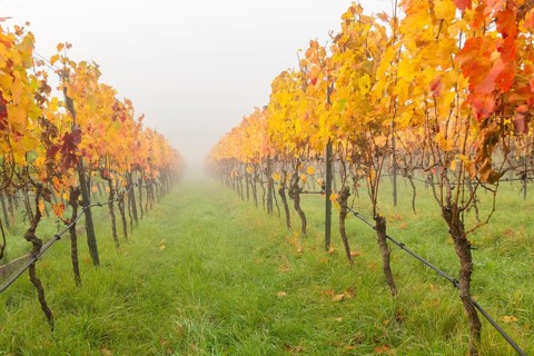 Intense red grapevines in parallel rows under foggy morning sky, Korb im Rems Valley,