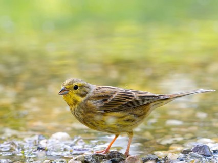 Yellowhammer (Emberiza citrinella), standing in shallow water, Solms, Hesse, Germany