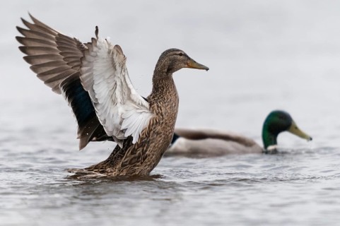 Anas platyrhynchos, mallard, mallard, anatidae, birds, ducks, ducks, ducks, female, birds,