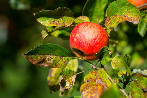 Cultivated apple, Malus domestica, rosaceae, rose family, apple, flora, meadow orchard, plants,